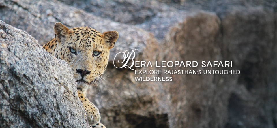 Bera Leopard Safari: Explore Rajasthan’s Untouched Wilderness  