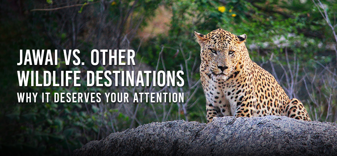 Jawai vs. Other Wildlife Destinations: Why It Deserves Your Attention