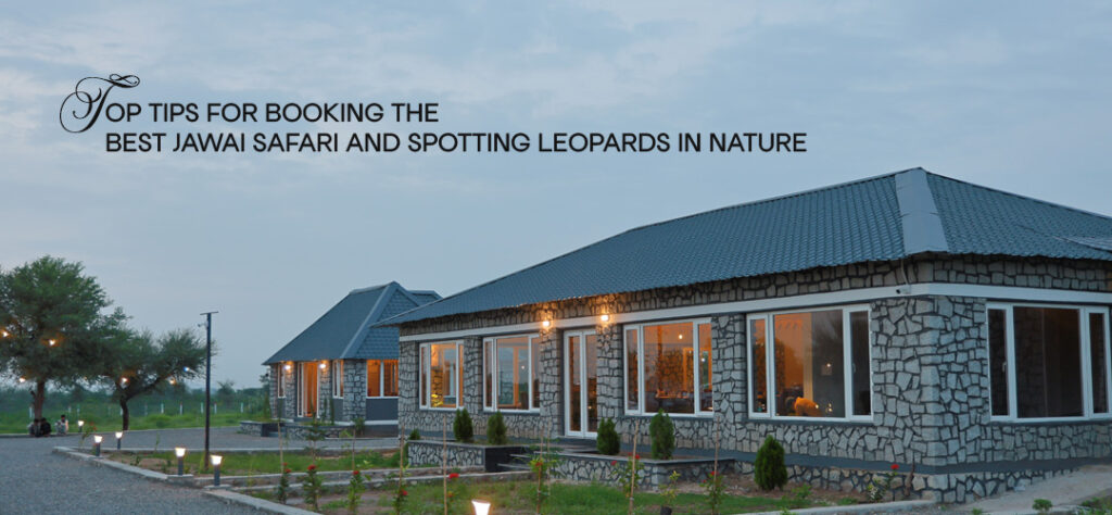 Best Jawai Safari