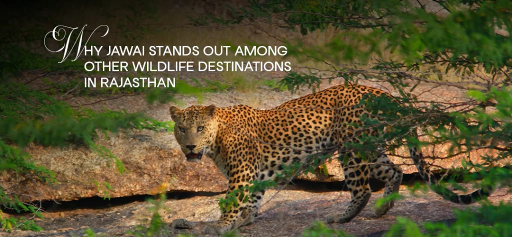 Wildlife Destinations in Jawai, Rajasthan