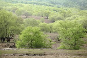 Flora in Jawai