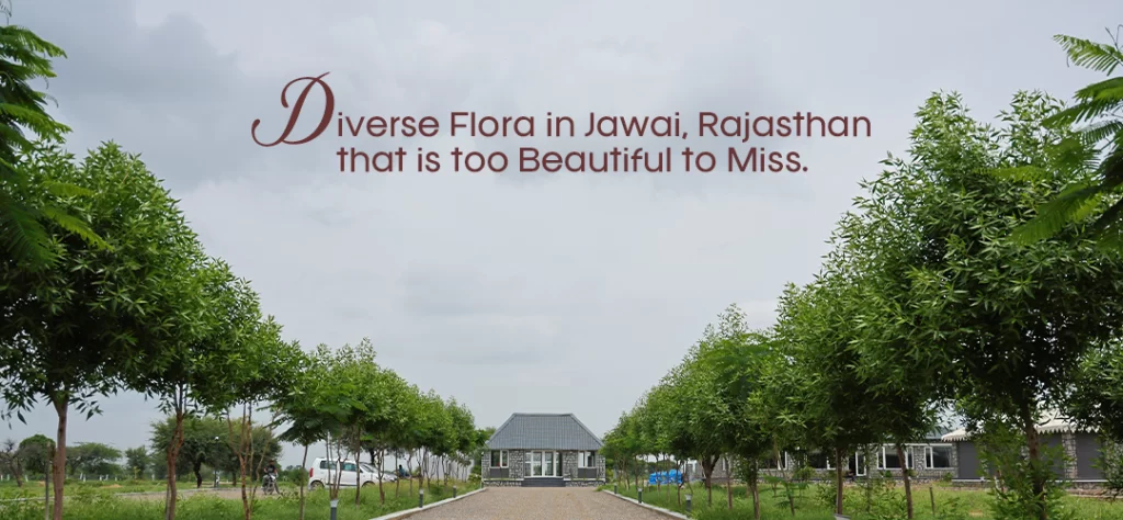 Flora in Jawai