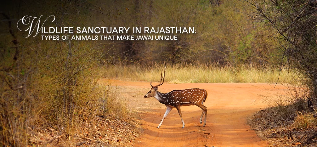 Wildlife Sanctuary in Rajasthan