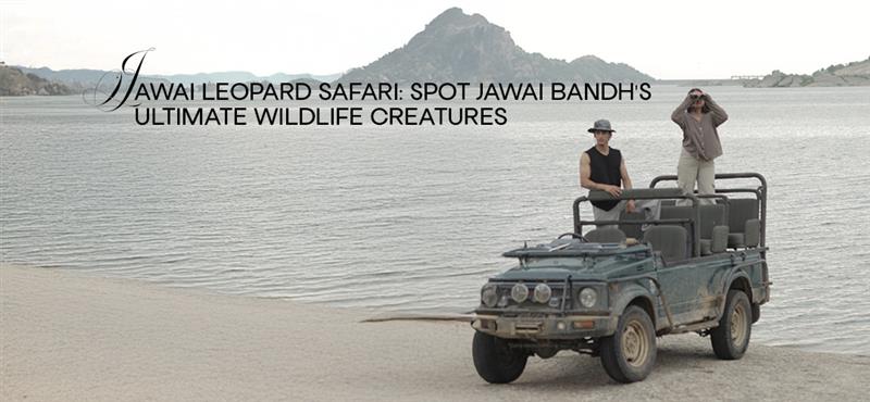 Jawai Leopard Safari