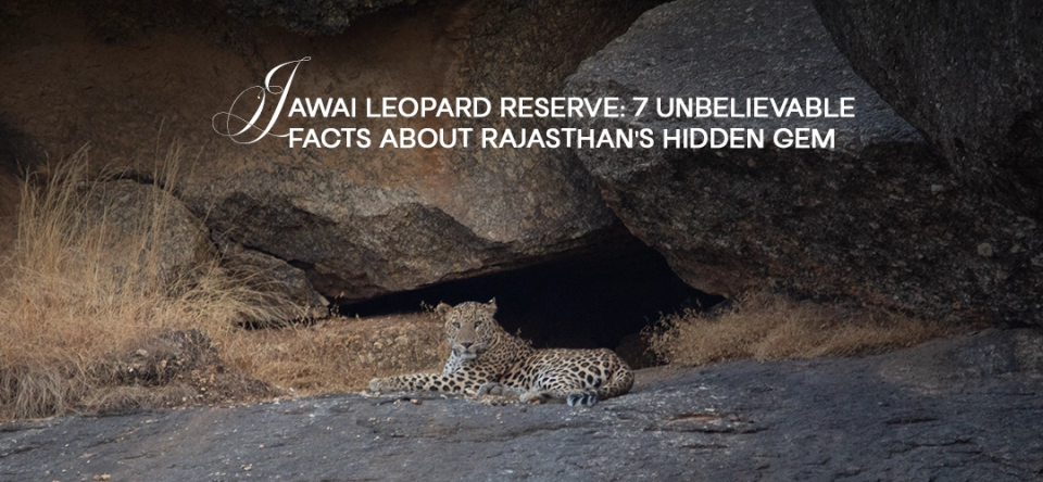 Jawai Leopard Reserve