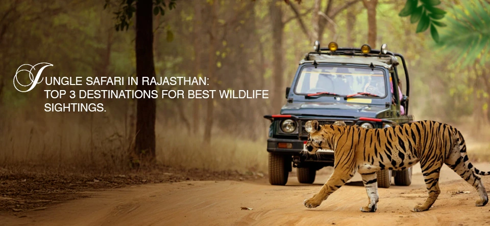 Jungle Safari in Rajasthan