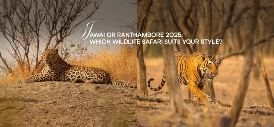 Jawai or Ranthambore 2025